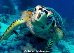 Hawksbill turtle was feeding and didn't care we were ther... by Robert Michaelson 